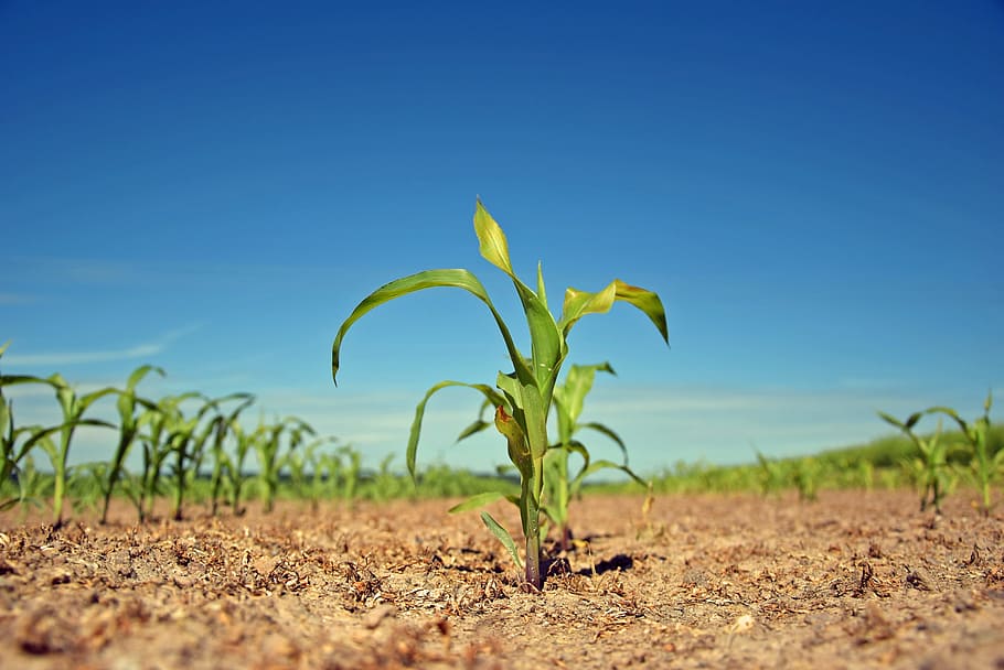 low-angle photography of field of green corn seedlings, Plant, HD wallpaper