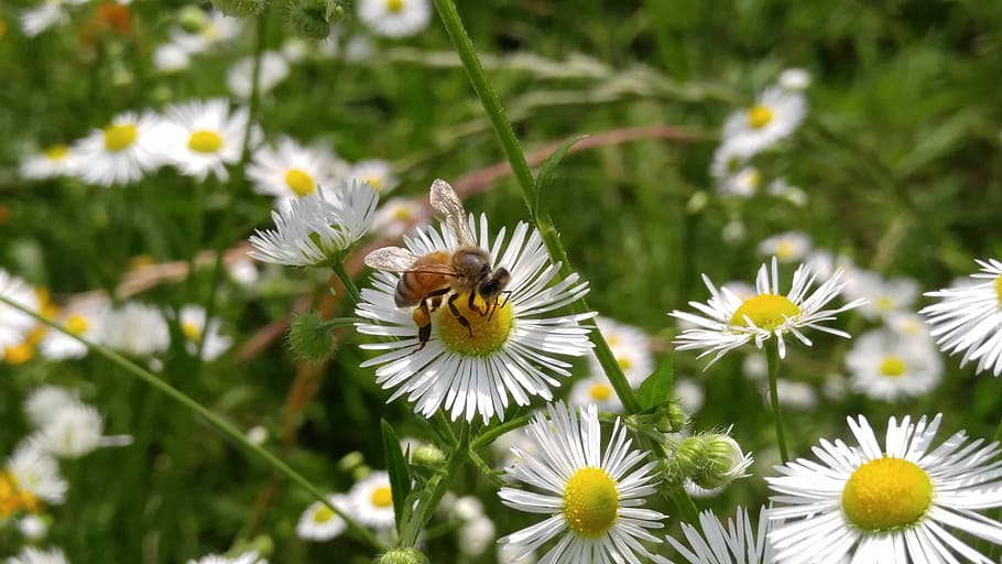 flowers, bee, wildflower, flowering plant, fragility, freshness HD wallpaper