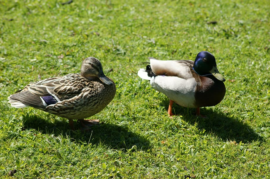 mallards, ducks, drake, animals, water bird, nature, couple HD wallpaper