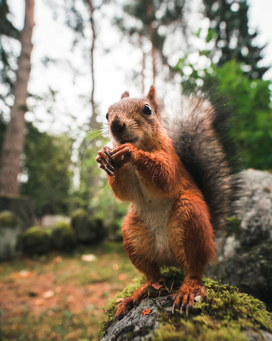 HD wallpaper: wildlife photography of brown squirrel, brown squirrel ...