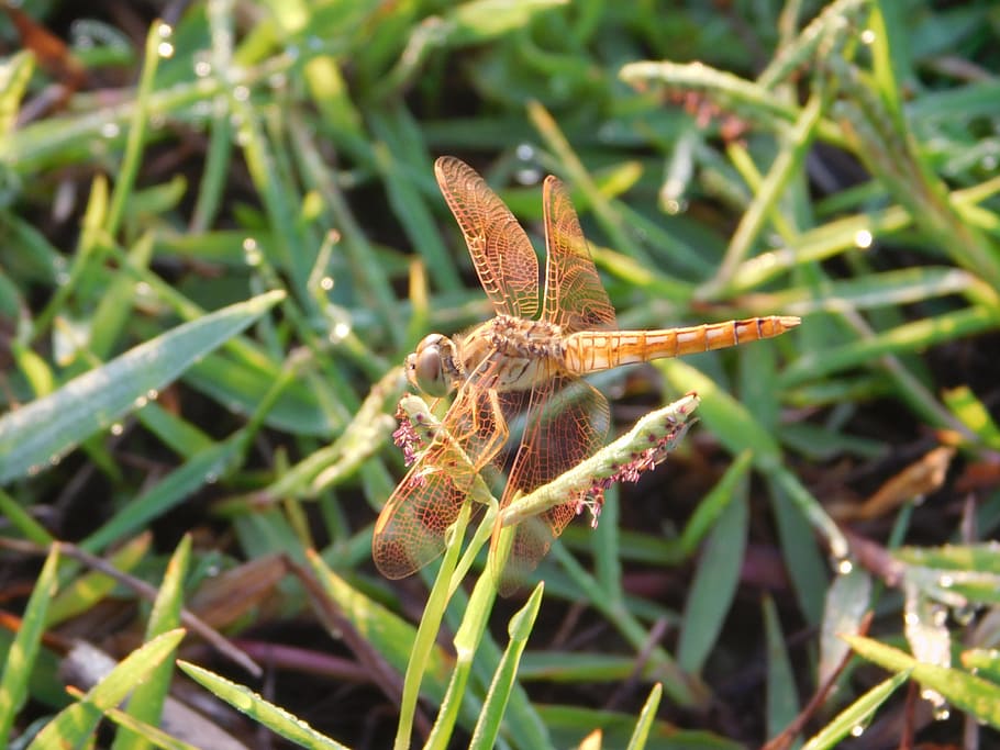 flying, inset, grass, plant, animal themes, animals in the wild HD wallpaper