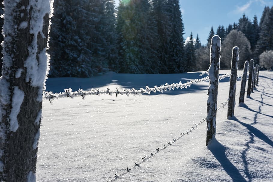 Winter, Cold, Fence, Ice, Forest, Snow, wintry, winter cold HD wallpaper