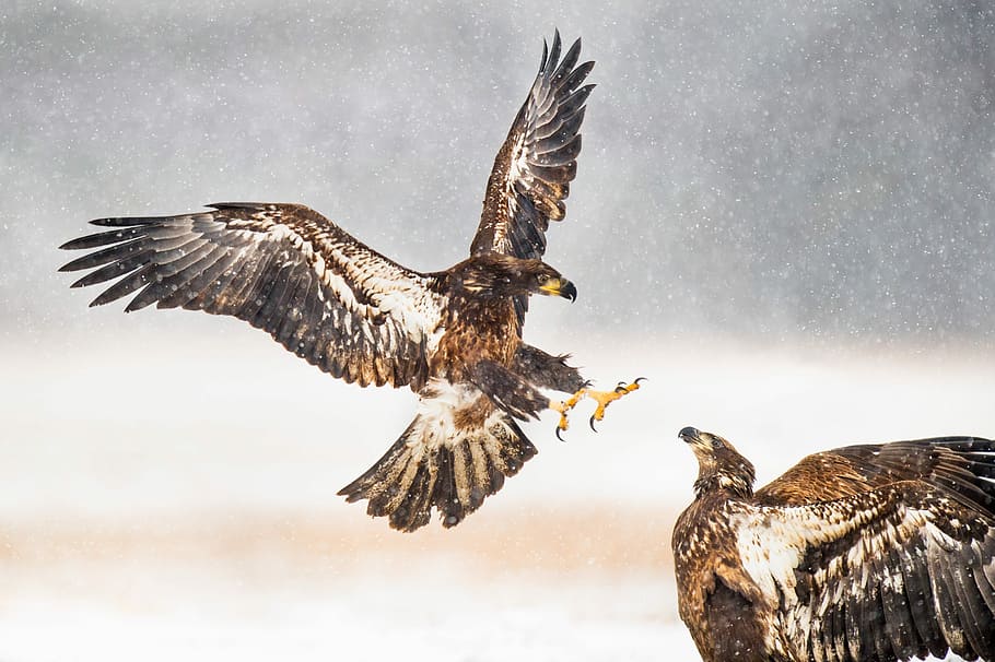 two brown eagles, two brown falcons painting, wing, talon, snow HD wallpaper
