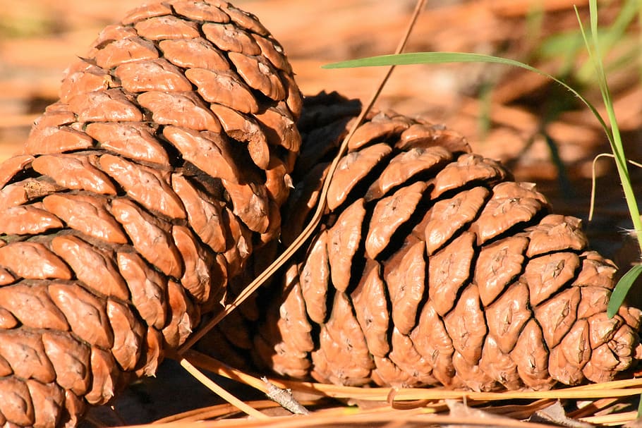 pineapple, pine fruit, nature, autumn, food and drink, close-up HD wallpaper