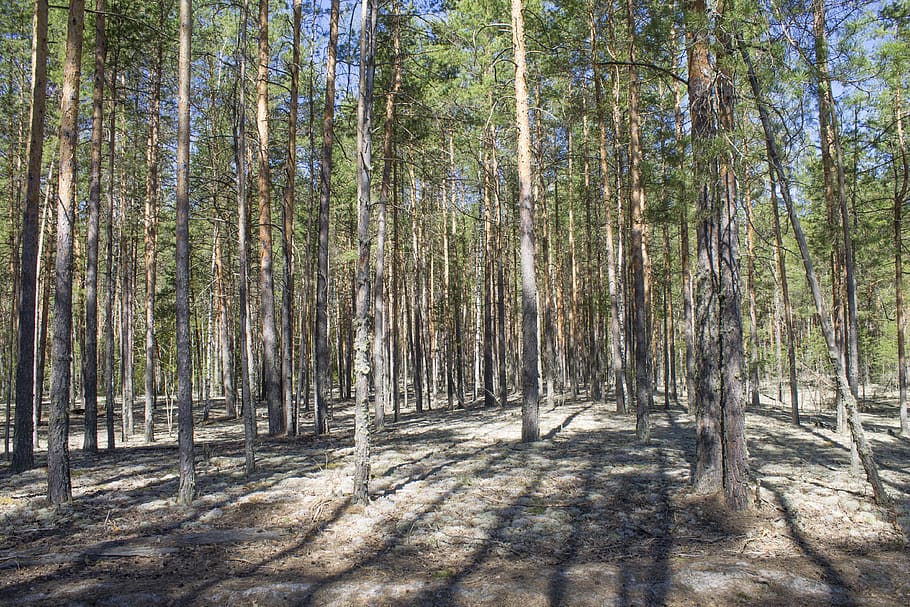 Сосны весной фото