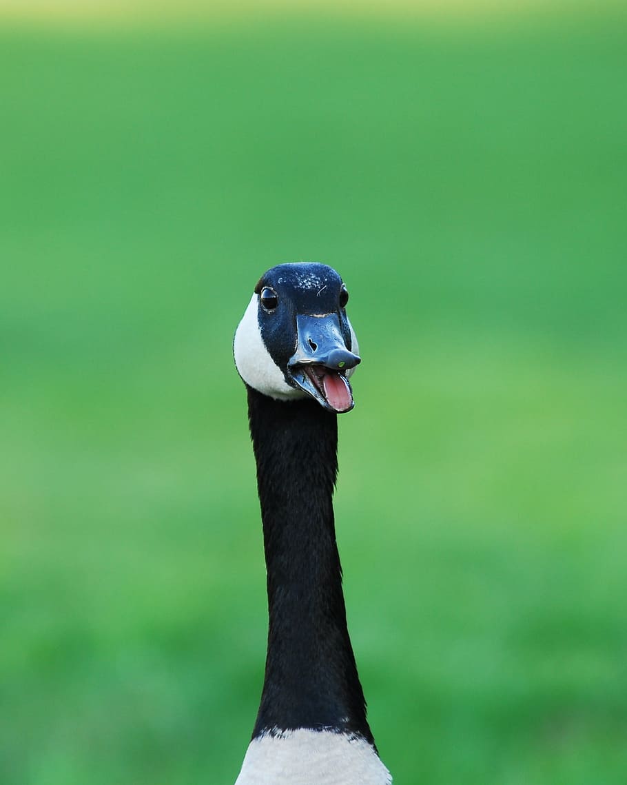 500 Goose Pictures HD  Download Free Images on Unsplash