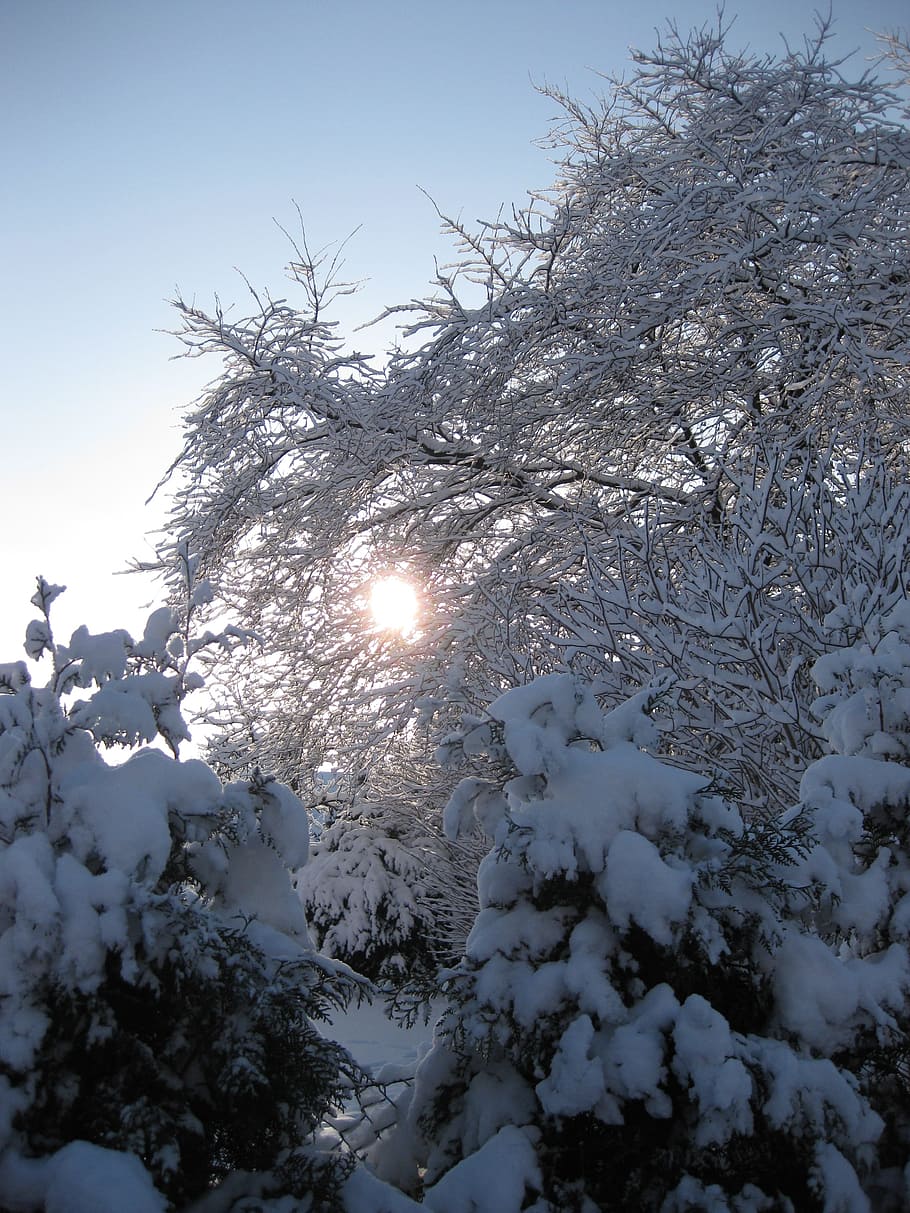 Wintry, Winter, Snow, Frozen, Snowy, tree, cold temperature HD wallpaper