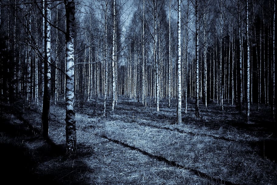 bare trees inside forest, night, dark, shadows, sky, wood, birch, HD wallpaper