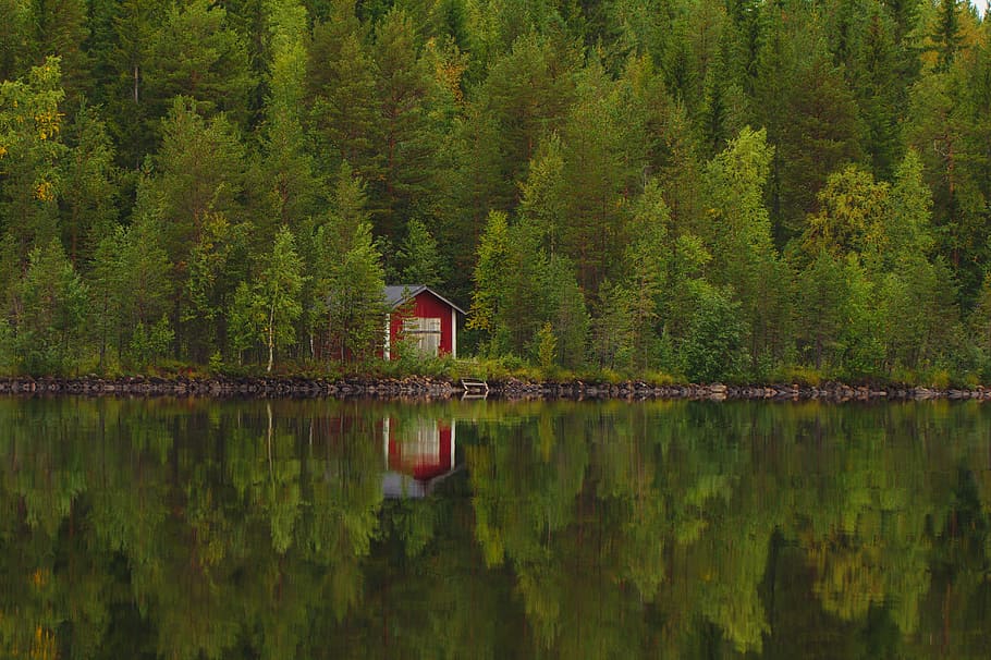 red shed near on lake, house, cabin, chalet, tree, forest, plant HD wallpaper