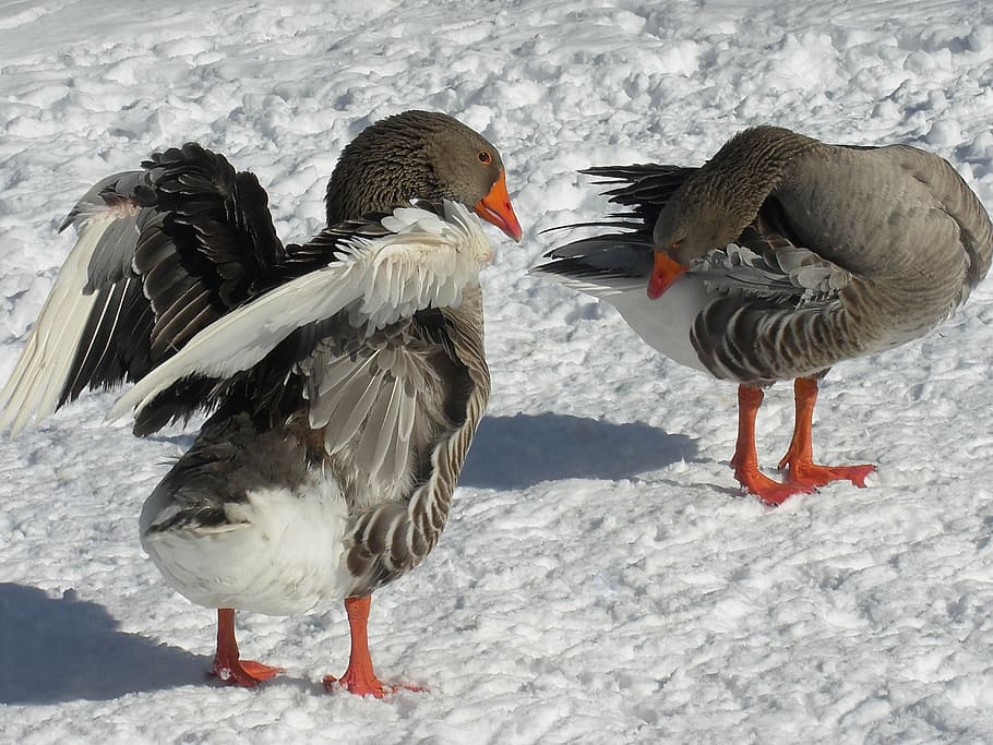 snow, winter, geese, wintry, cold, animal themes, bird, group of animals HD wallpaper