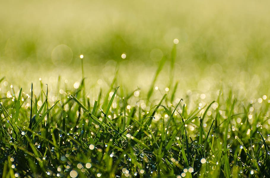 close-up photography of water drops on green grass, morning HD wallpaper