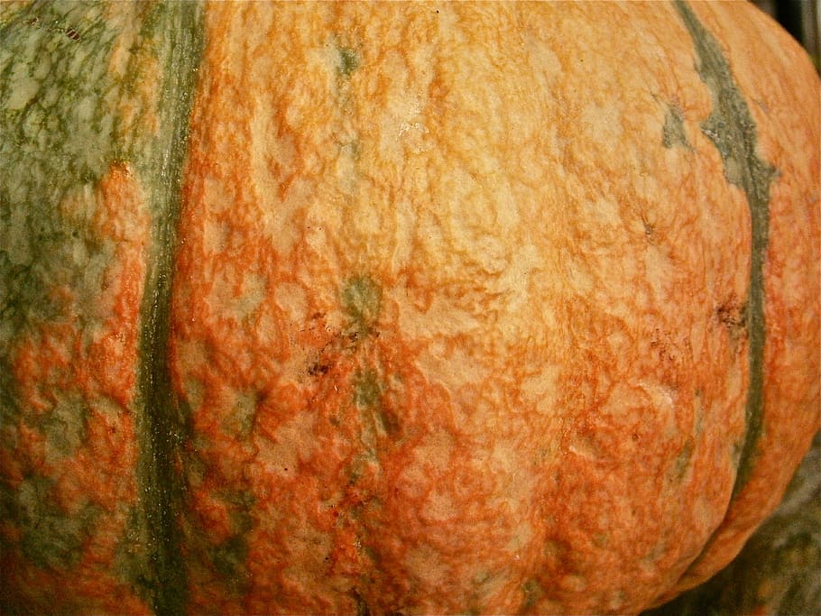Fruit, Pumpkin, Vegetable, Autumn, nature, textured, backgrounds HD wallpaper