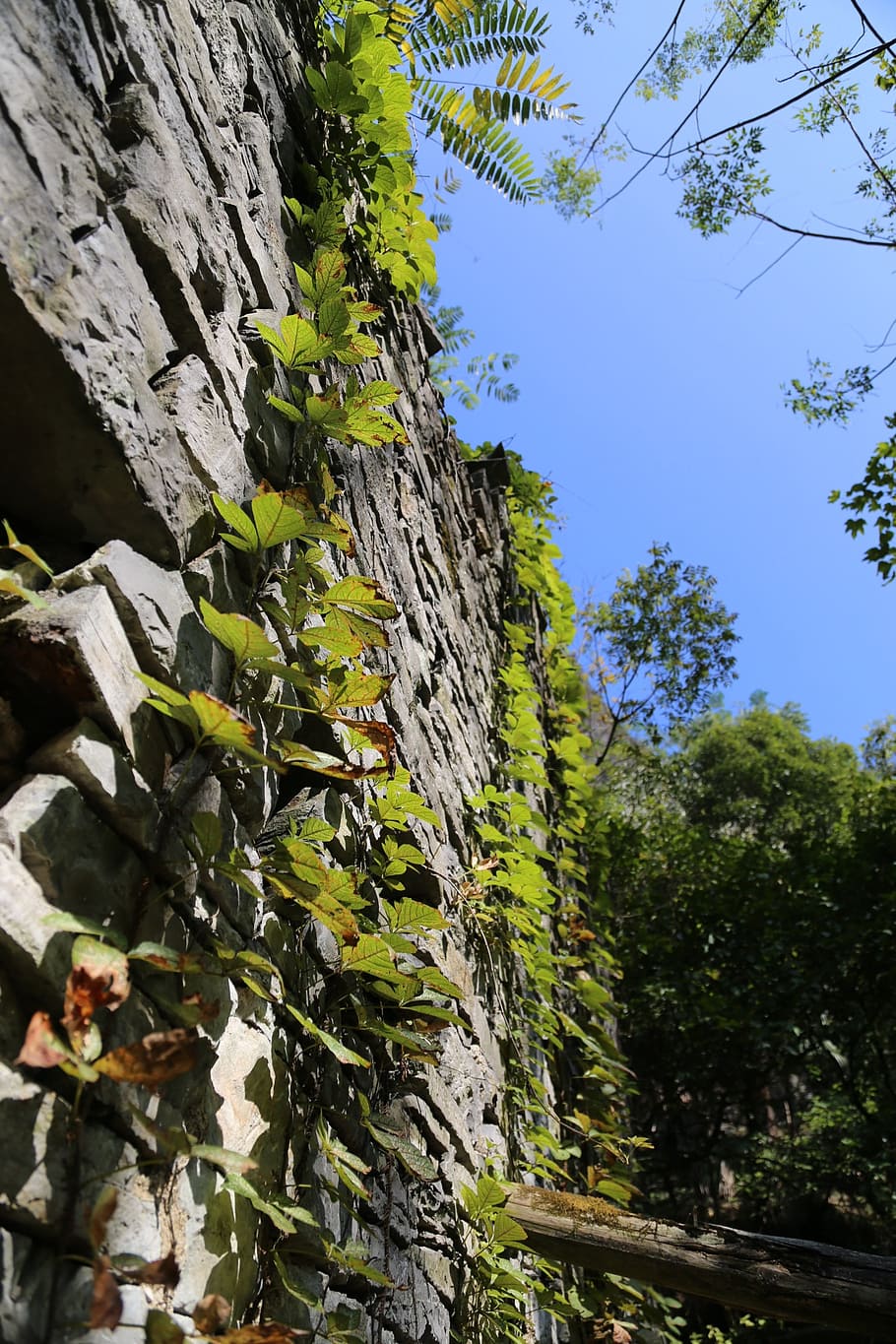 yangshuo, stone, climbing, china, plant, tree, nature, growth HD wallpaper