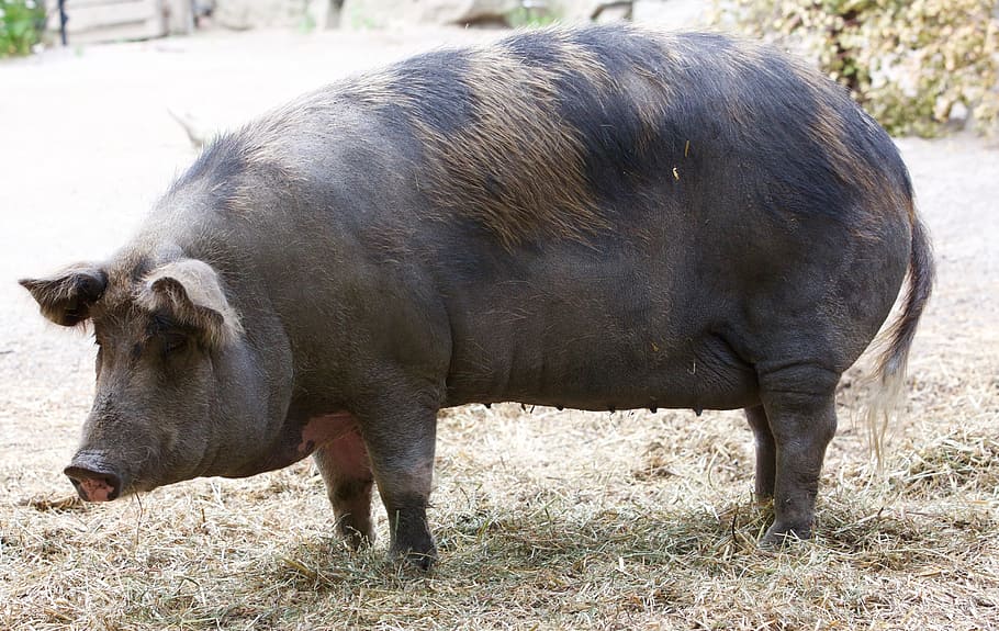 pork, pig, sow, black, animal, wild boar, gascon pig, animal themes, HD wallpaper