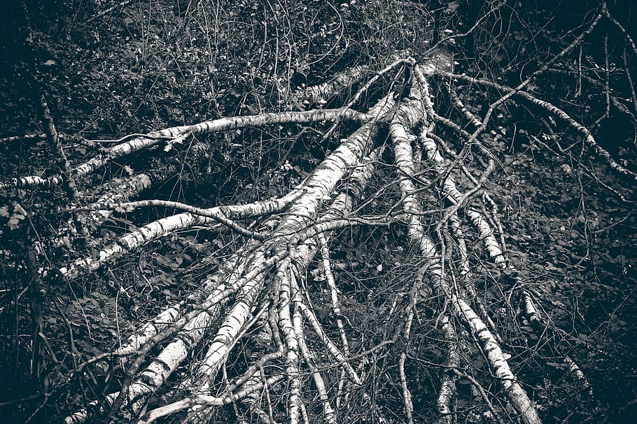 forest, trees, nature, landscape, branch branches, mood, fairy tale forest HD wallpaper