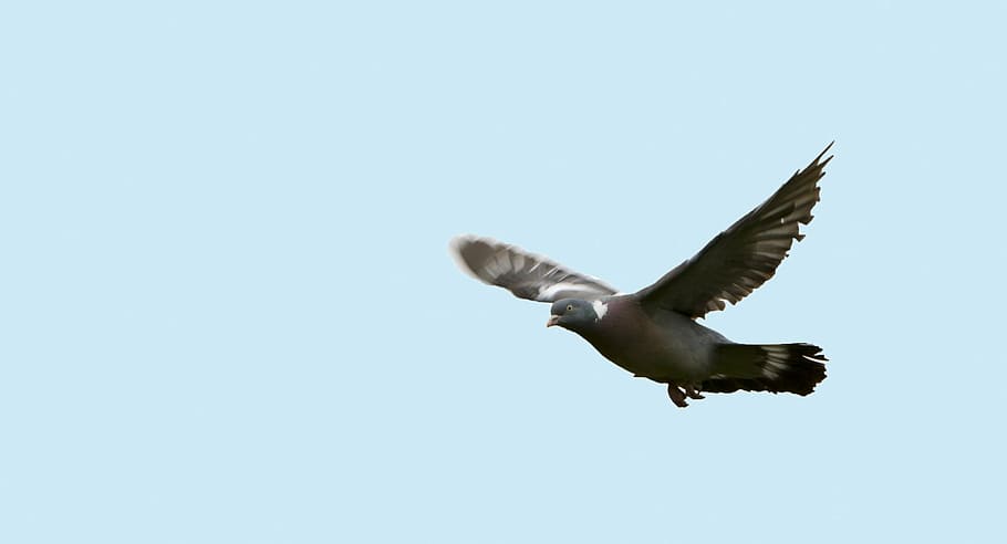 bird, pigeon, flight, flying, wings, spread, animal, wildlife HD wallpaper
