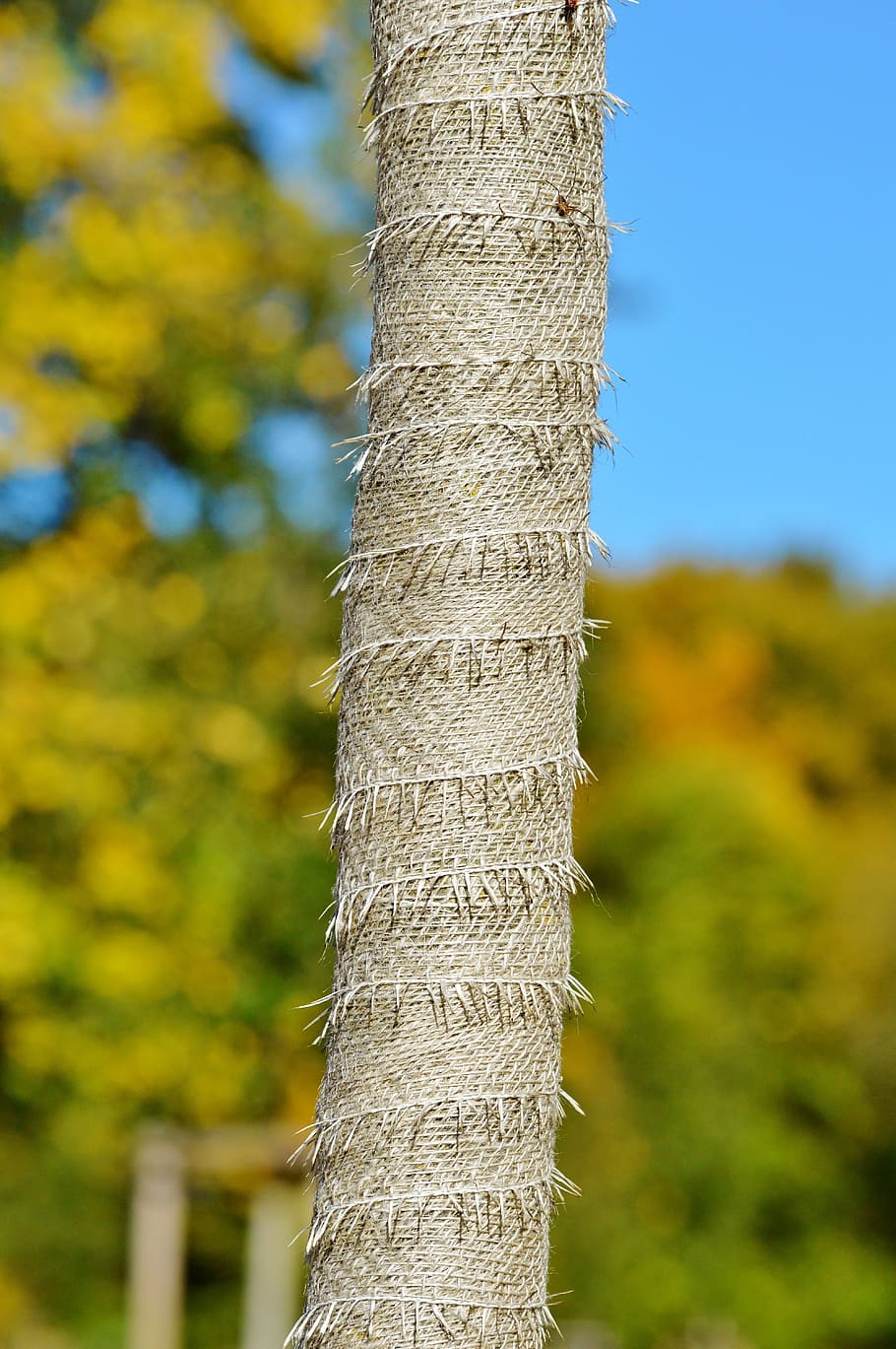 tree, tree protection, trunk protection, tree trunk protector HD wallpaper
