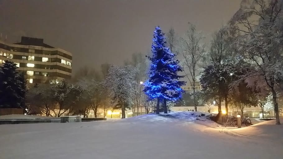 anchorage, tree, christmas, town square, individual, snow, cold temperature HD wallpaper