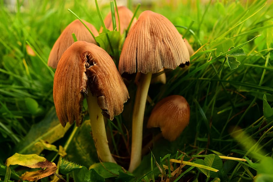 mushrooms-meadow-mushrooms-mushroom-genus-meadow.jpg