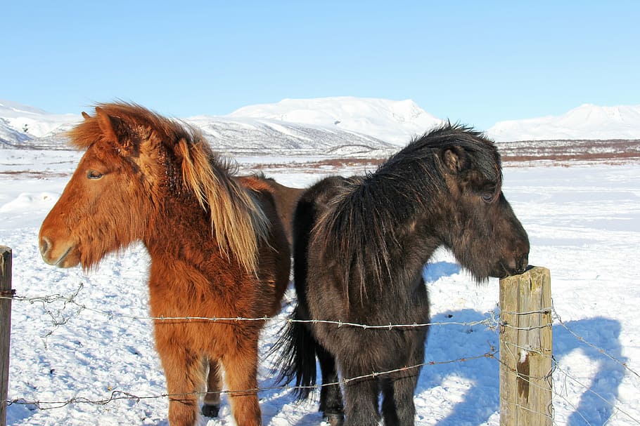 beautiful, unique, cute, odd, icelandic, horses, reykjavik HD wallpaper