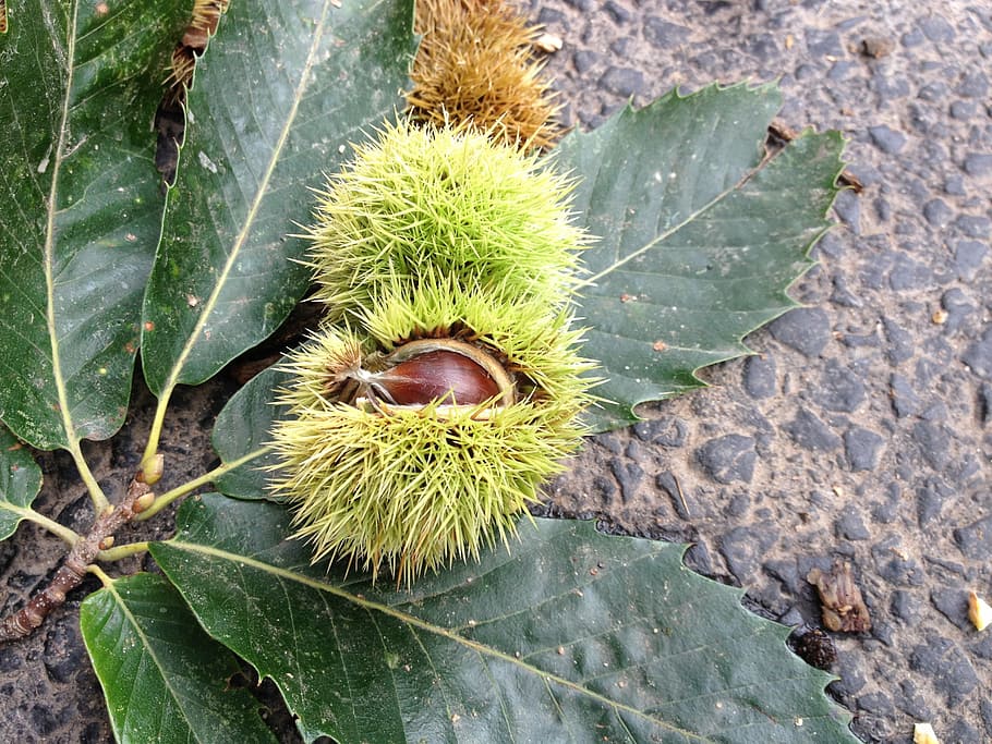 chestnut, road, autumn, green color, plant part, leaf, growth HD wallpaper