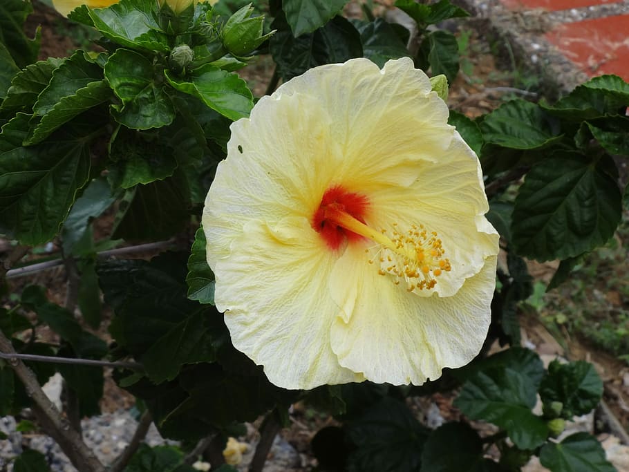 Hibiscus, Captured, Home, Field, yellowe petals, flower, flower head HD wallpaper