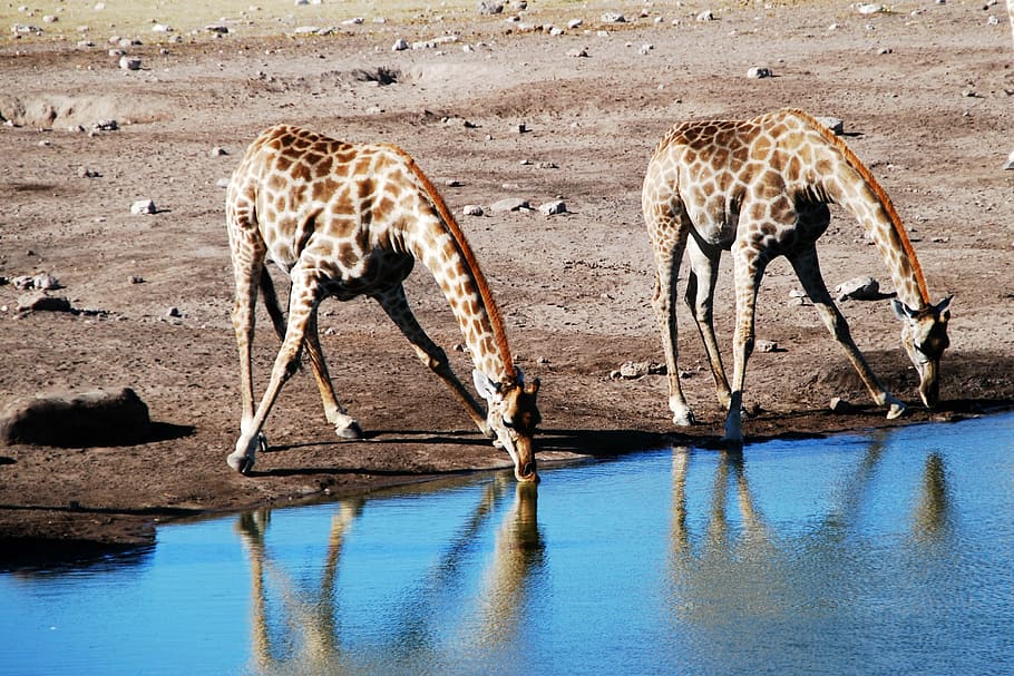 two giraffes drinking water, watering hole, animal, africa, safari