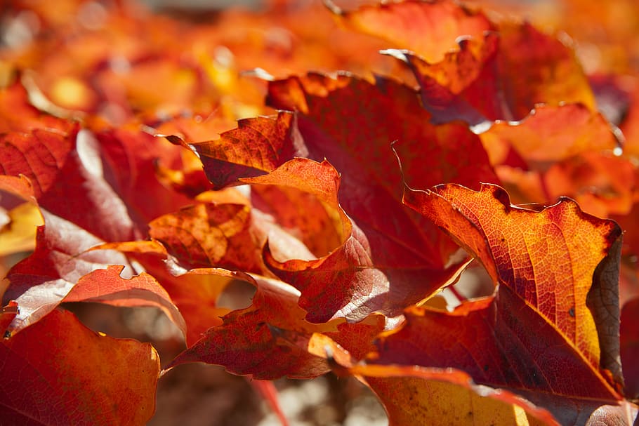 brown autumn leaves photo, sun, shadow, lichtspiel, leaf, tree leaf HD wallpaper