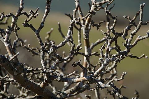 branches, aesthetic, kahl, structure, winter, manicuring, plant HD wallpaper