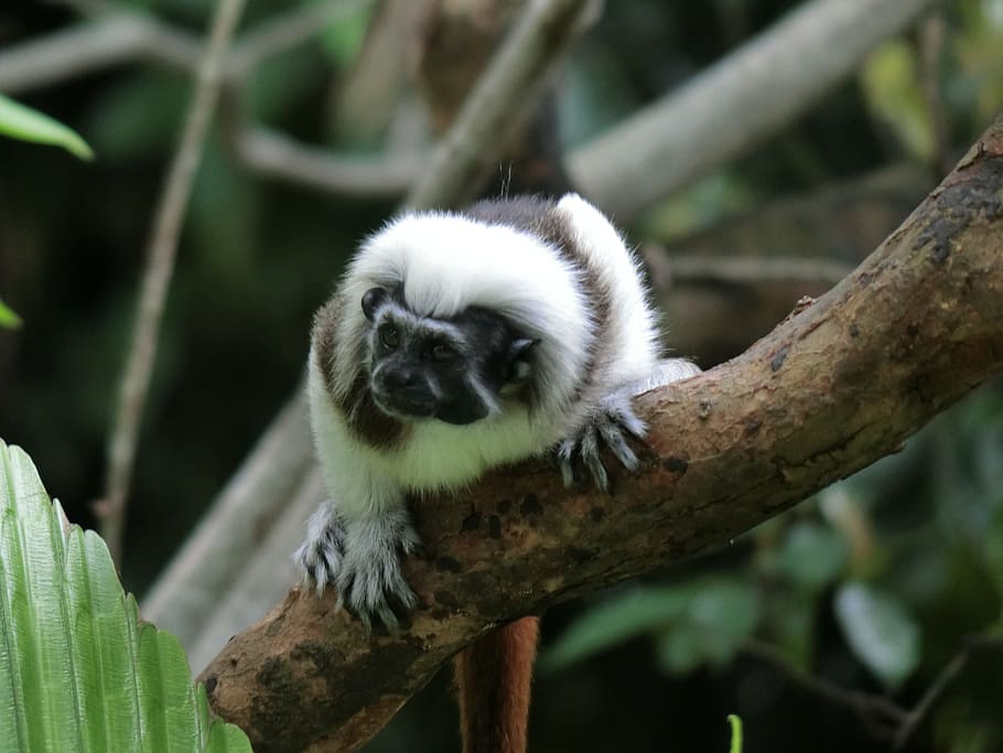 monkey, animals, zoo, animal themes, one animal, animals in the wild HD wallpaper