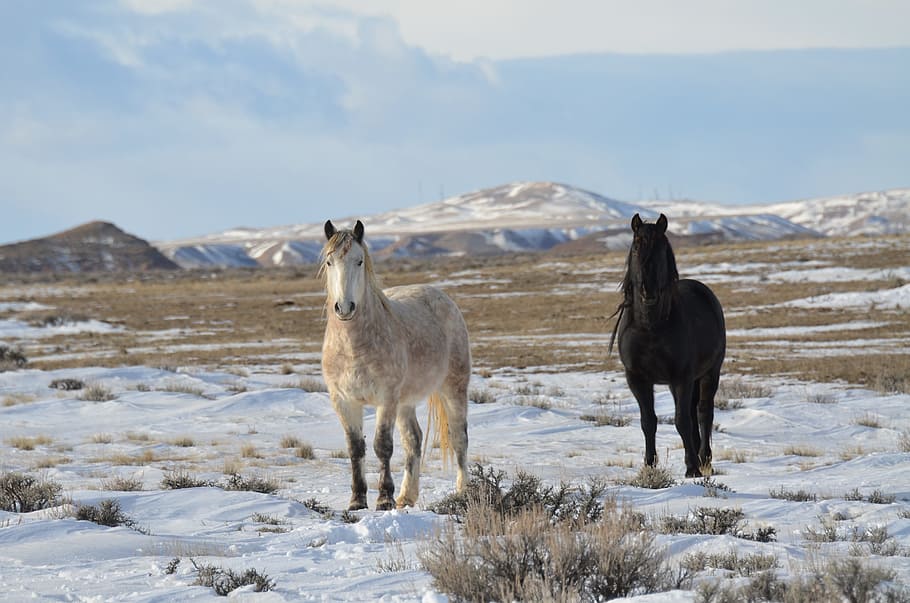Horses, Mustangs, Wild, Equine, Freedom, snow, winter, cold temperature HD wallpaper