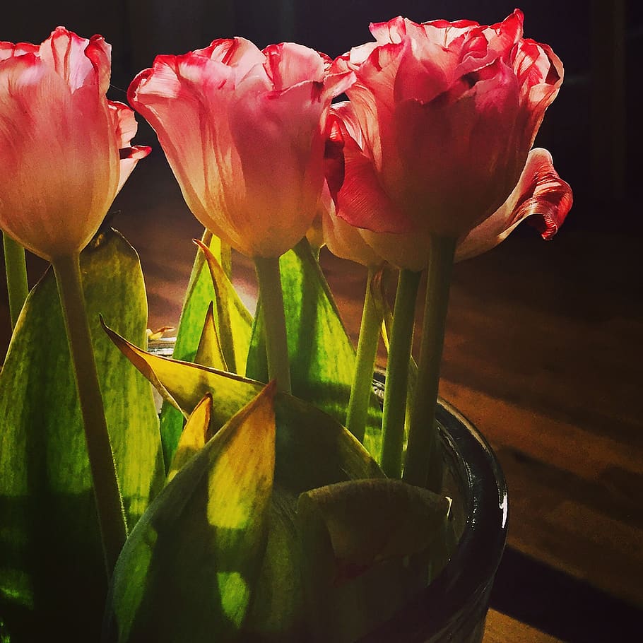 tulips, backlight, flower, flowering plant, freshness, beauty in nature HD wallpaper