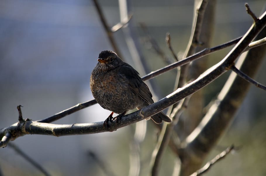 Birds, Winter, Nature, Cold, animal, branch, wildlife, tree HD wallpaper