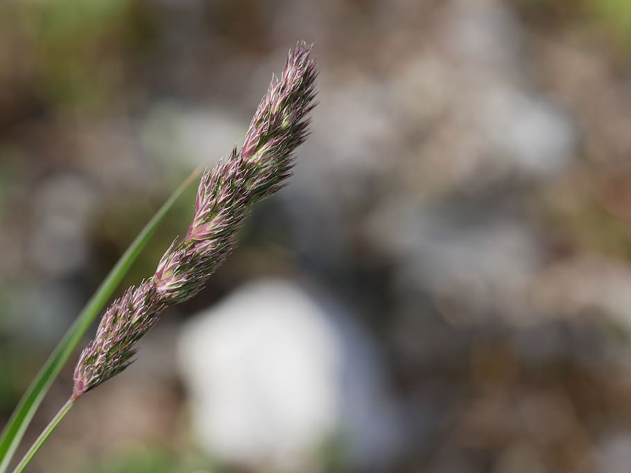 epi, macro, nature, plant, growth, focus on foreground, close-up HD wallpaper