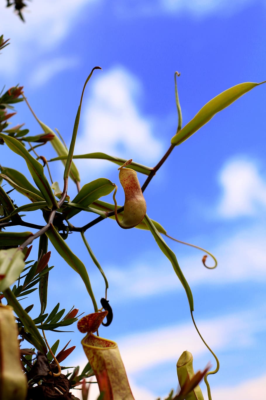 nature, leaf, flora, flower, tree, plant, sky, low angle view HD wallpaper