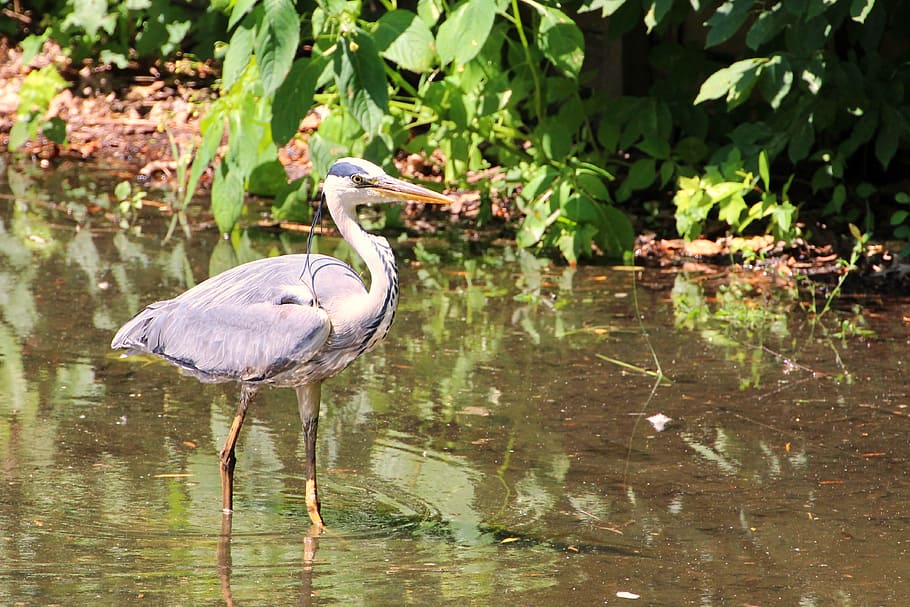 Grey Heron, Bird, Eastern, intervention, water, plumage, fish eater HD wallpaper