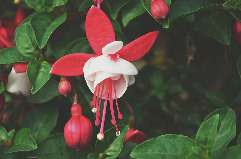 flower, spring, red, red flower, white flower, garden, violets HD wallpaper