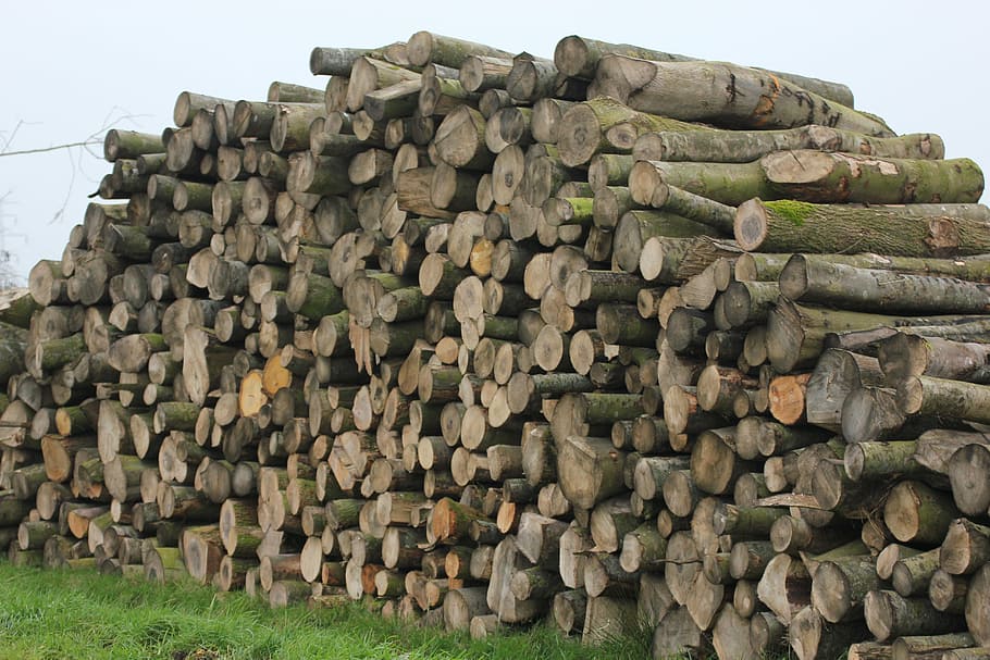 trees, tribes, wood, stack, log, timber, large group of objects HD wallpaper