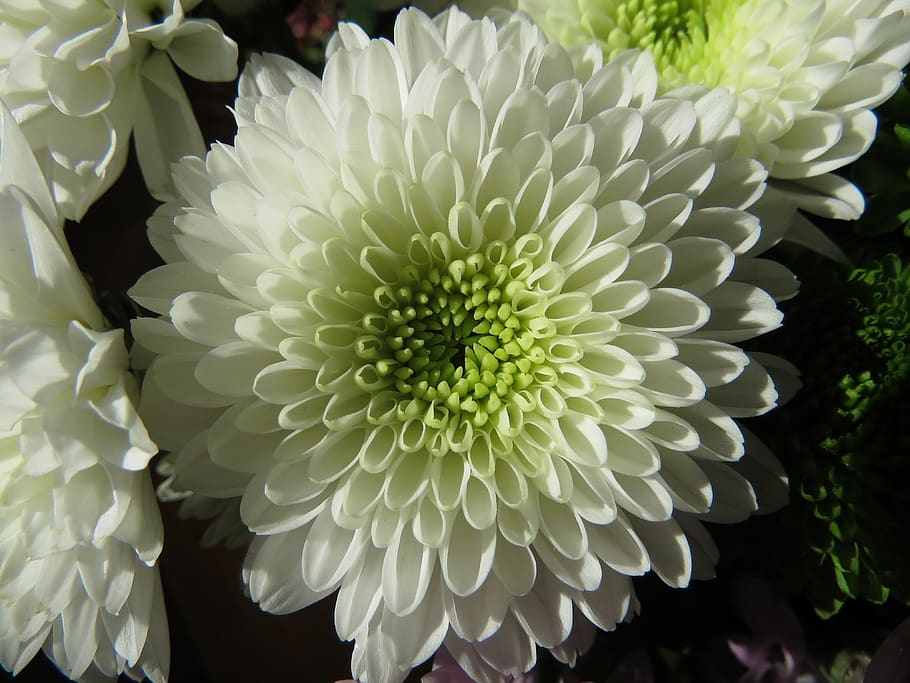 flowers, chrysanthemums, white, flowering plant, vulnerability HD wallpaper