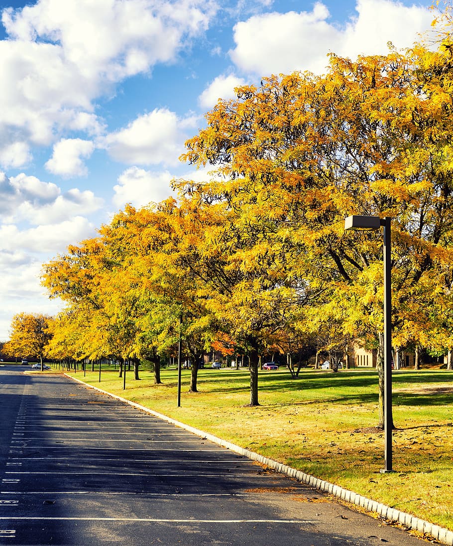 Fall, Foliage, Yellow, Nature, autumn, trees, season, colorful HD wallpaper