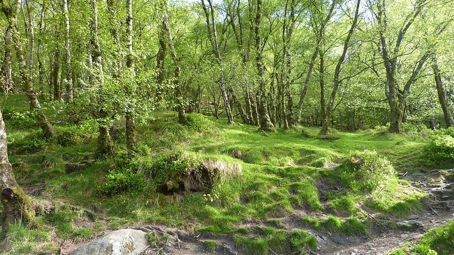 Forest, Ireland, Birch, nature, outdoors, landscape, green color HD wallpaper
