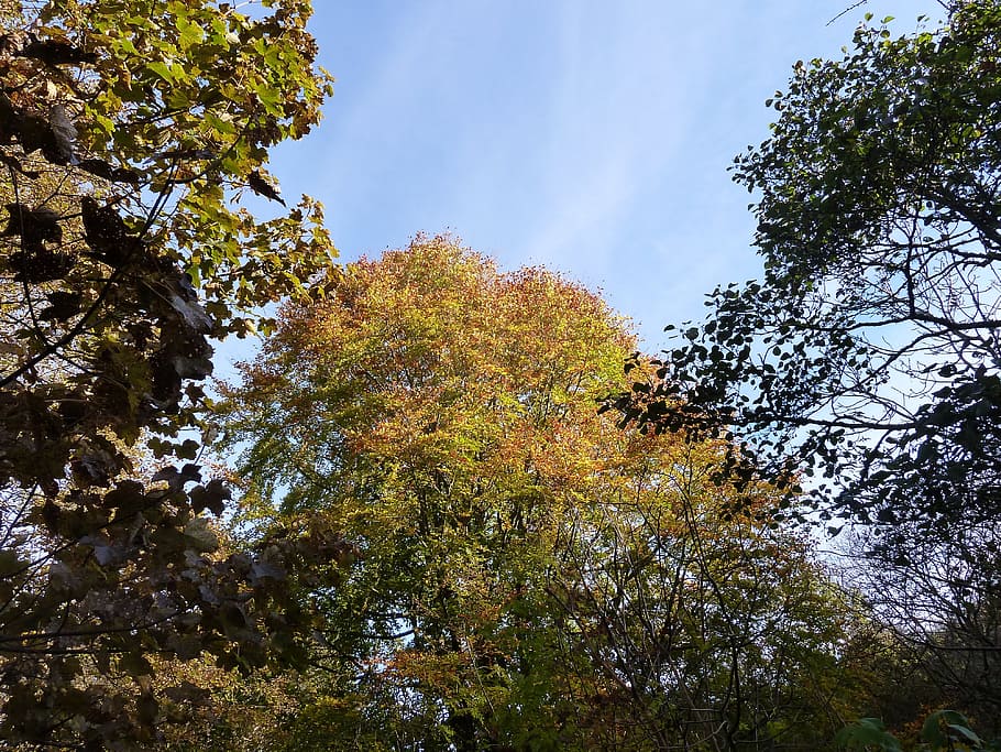 Tree, Tops, Organic, tree tops, autumn, agriculture, outdoors HD wallpaper