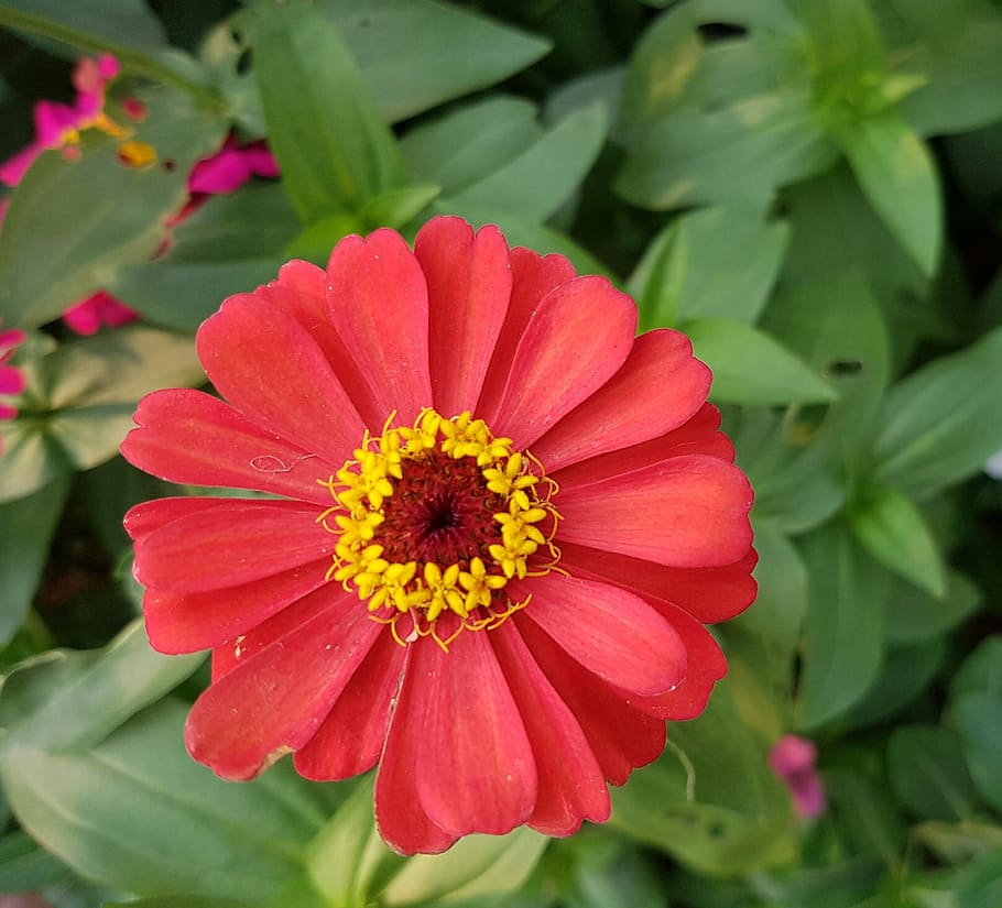 Yellow, Flower, Nature, red, green, color, garden, bright, summer HD wallpaper