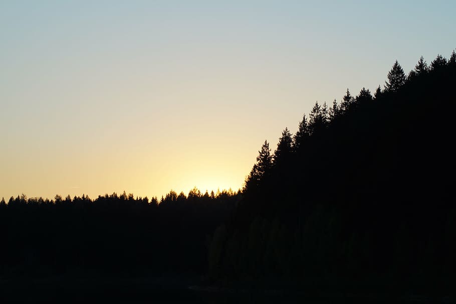 forest, sunset, summer, landscape, tree, sunbeam, abendstimmung HD wallpaper