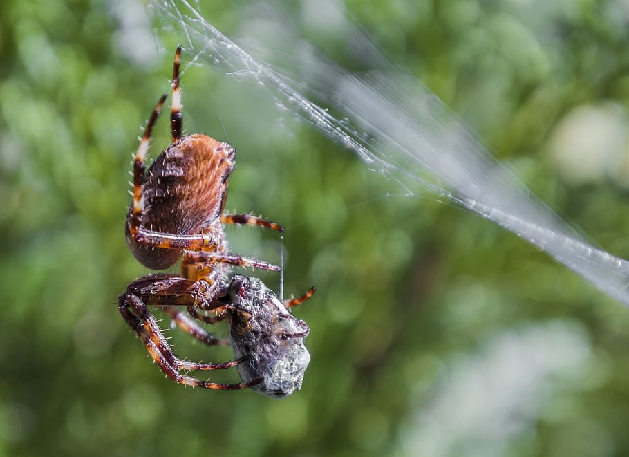 Spider, Network, Close, Insect, Eats, bee, spider web, focus on foreground HD wallpaper