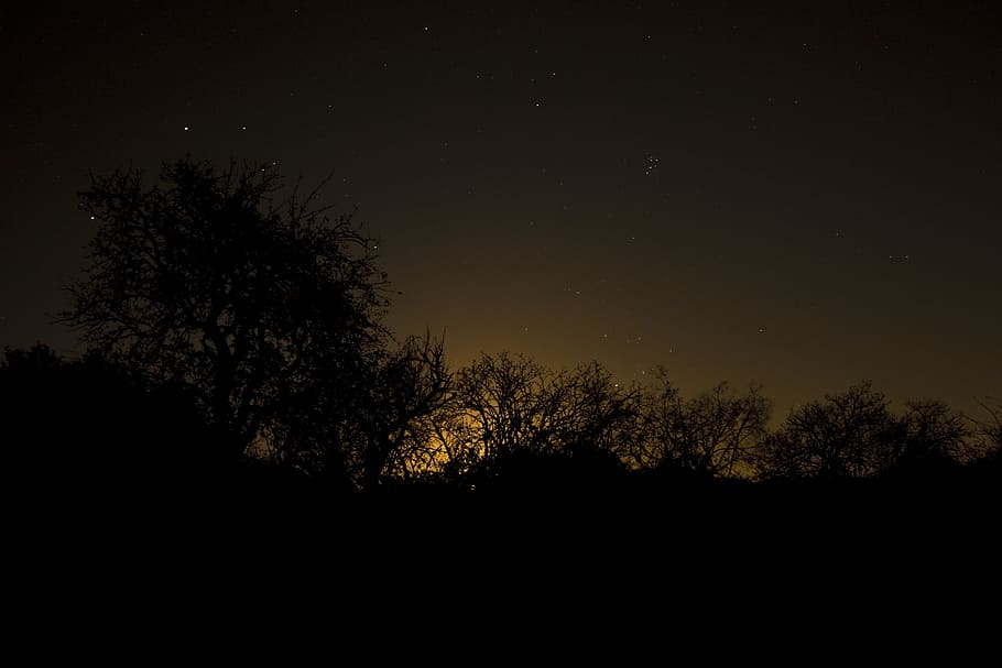 night sky, trees, shadow, darkness, star, silhouette, plant HD wallpaper