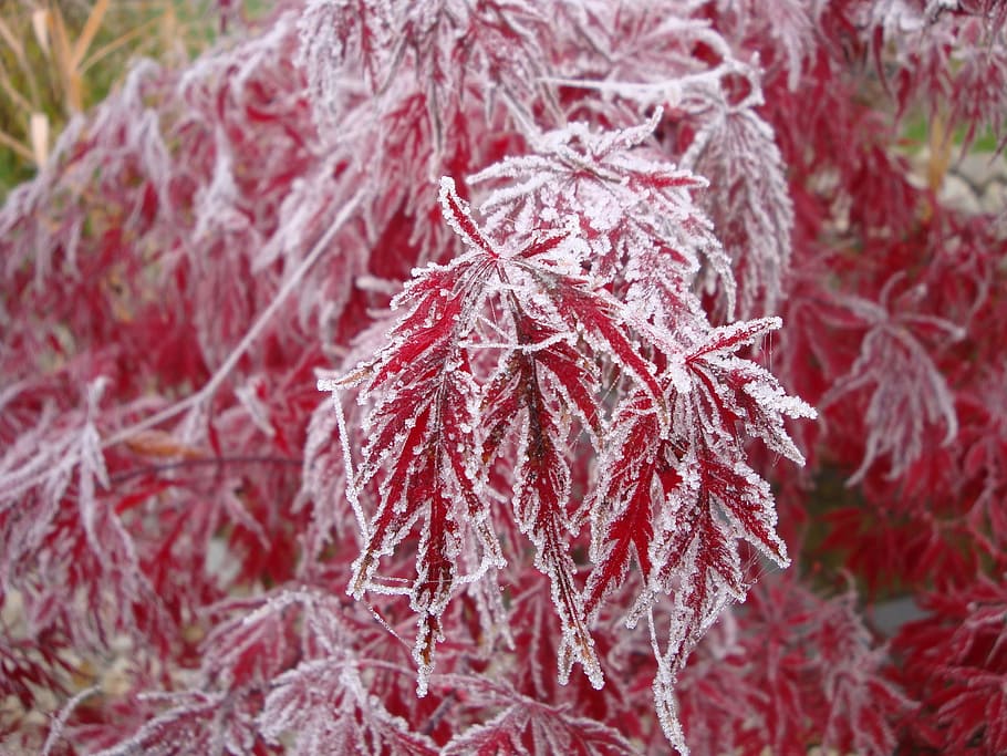 maple, trees, winter, plant, close-up, red, nature, plant part HD wallpaper