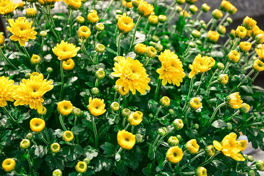 flower, yellow, flowers, plants, spring, nature, leaf, the nature of the HD wallpaper
