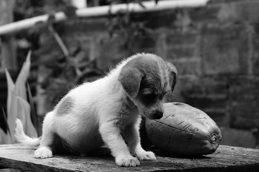 Fauna, Ulloa, Risaralda, Colombia, one animal, dog, animal themes HD wallpaper