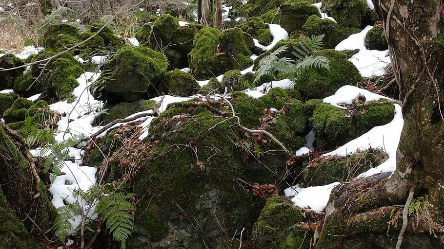 moss, winter, rock, nature, forest, tree, plant, white color HD wallpaper